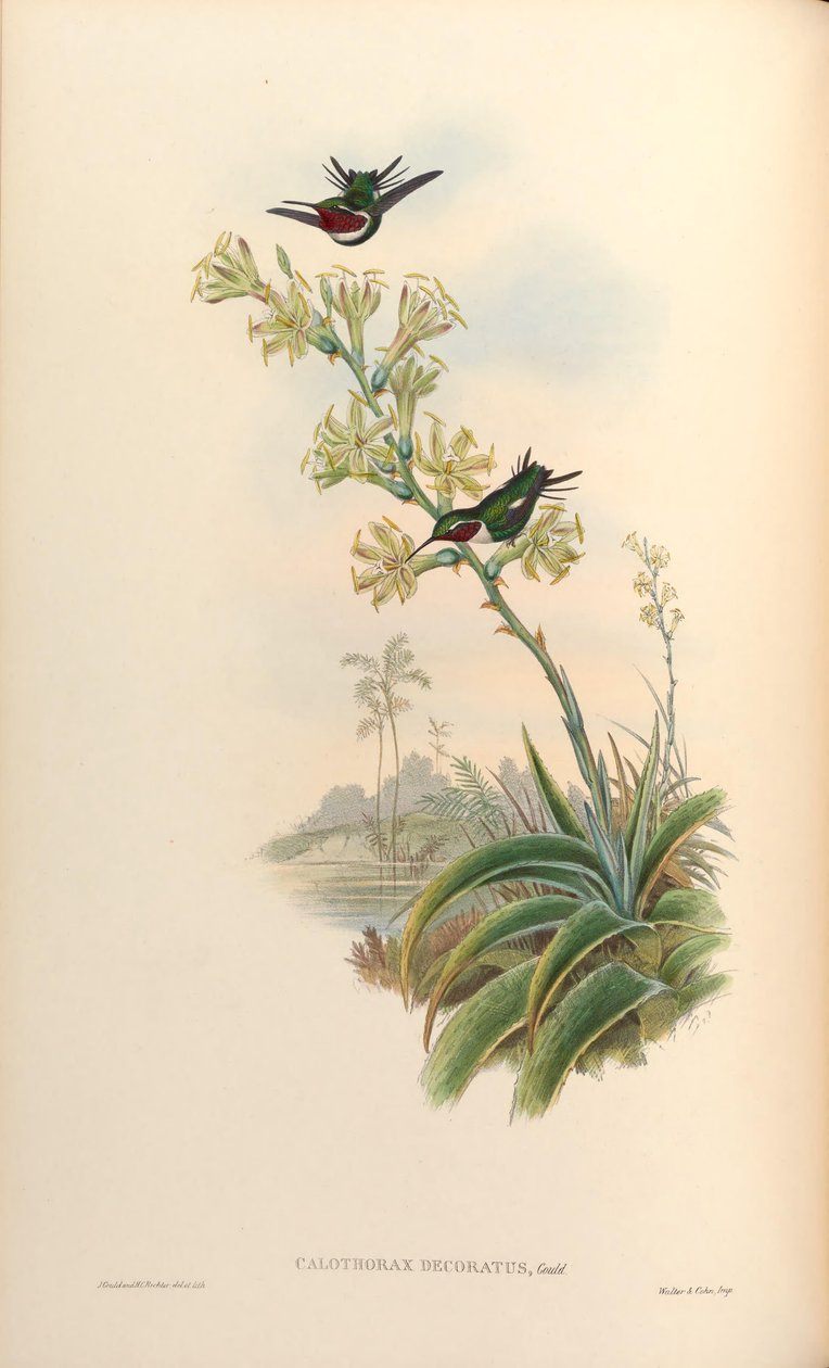 Calothorax dekorert = Chaetocercus mulsant x Ch. heliodor av John Gould