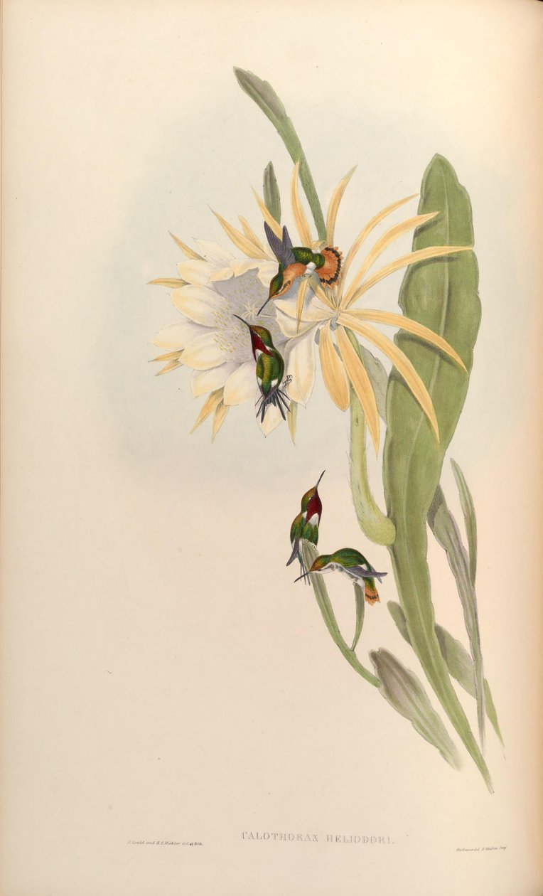 Calothorax heliodor = Chaetocercus heliodor av John Gould