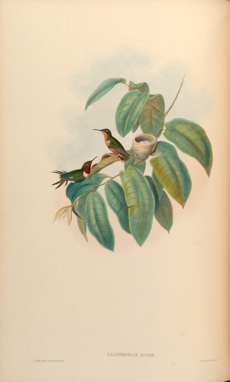 Calothorax rose = Chaetocercus jourdanii rose av John Gould