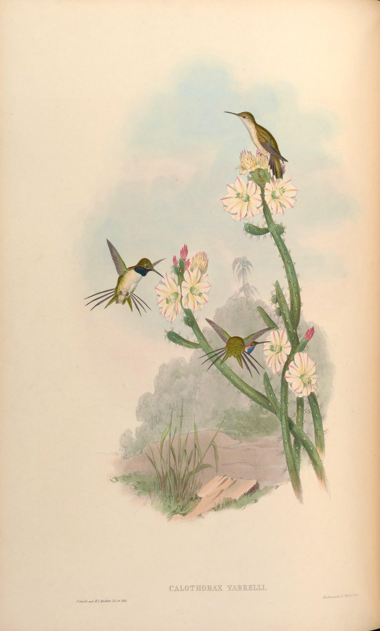 Calothorax yarrelli = Eulidia yarrellii av John Gould