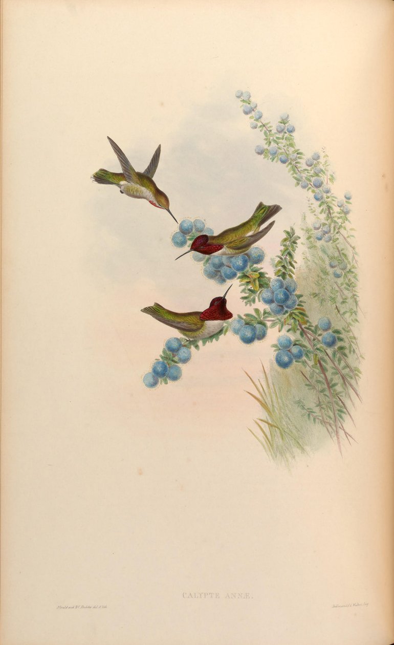 Calypte anna av John Gould