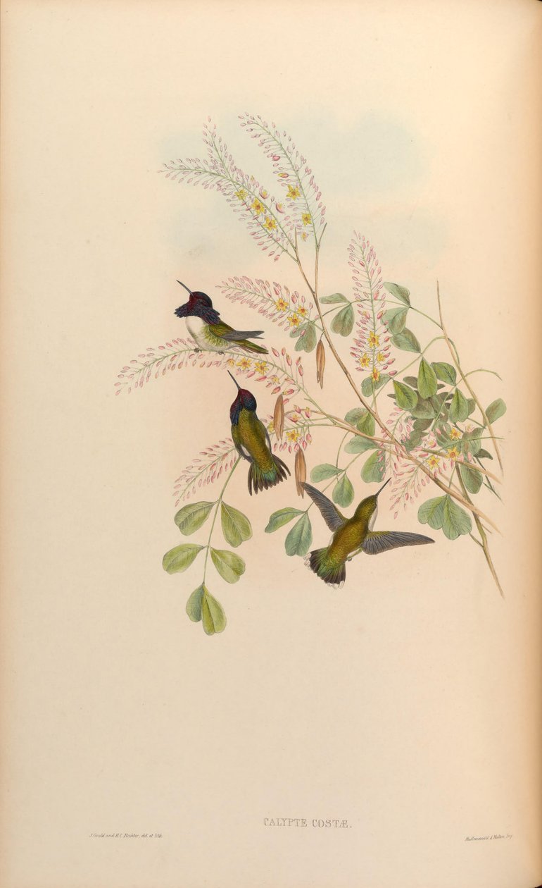 Calypte costae av John Gould