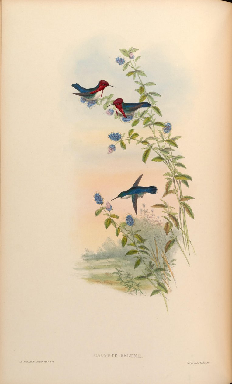 Calyptus helenae = Mellisuga helenae av John Gould