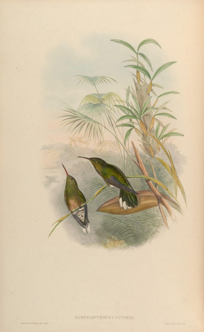 Campylopterus cuvierii = Phaeochroa cuvierii maculicauda av John Gould