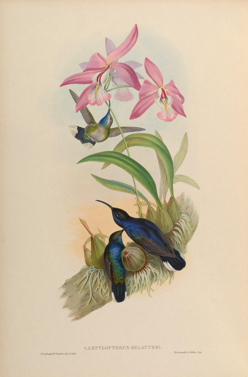 Campylopterus delattrei = Campylopterus hemileucurus hemileucurus av John Gould