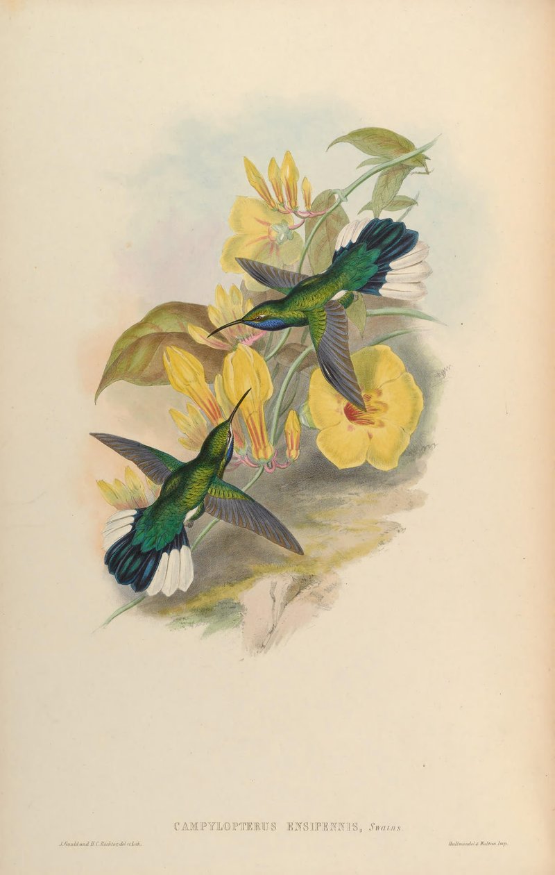 Campylopterus ensipennis av John Gould