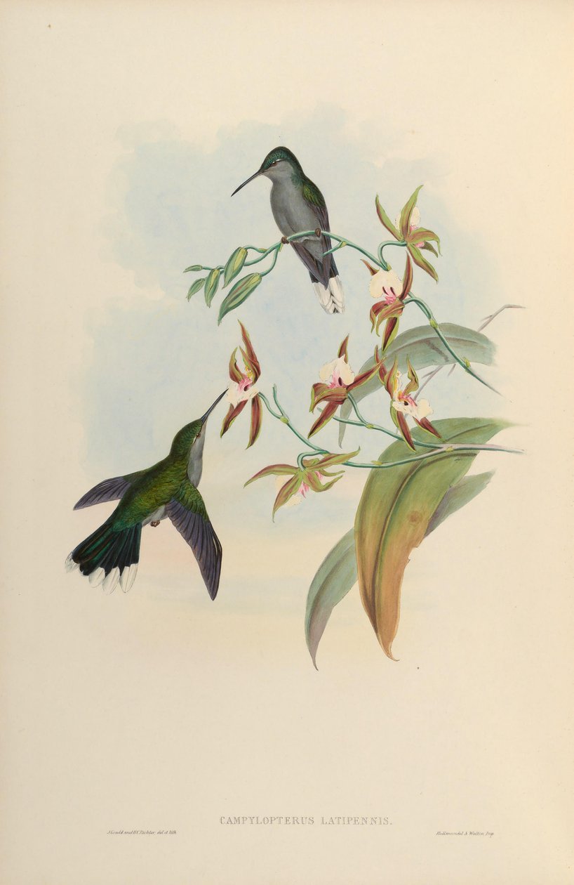 Campylopterus latipennis = Campylopterus largipennis av John Gould