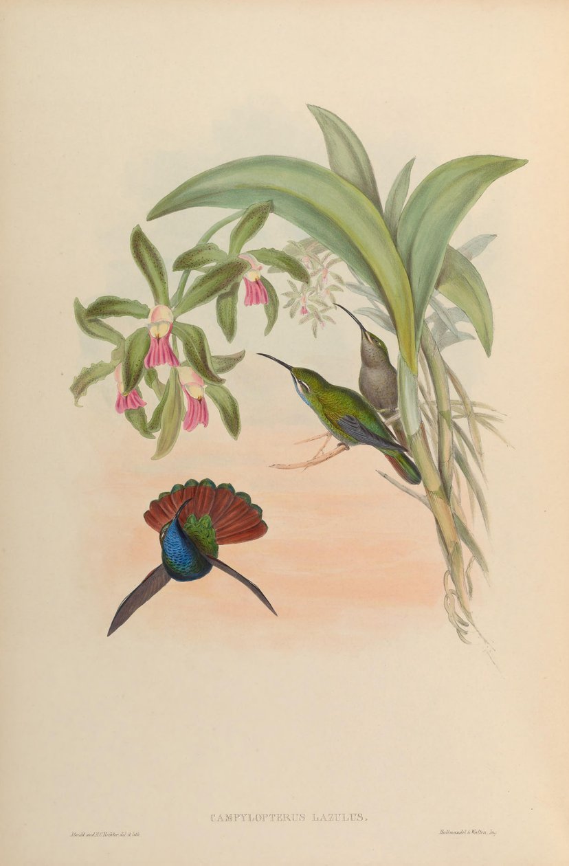 Campylopterus lazulus = Campylopterus falcatus av John Gould