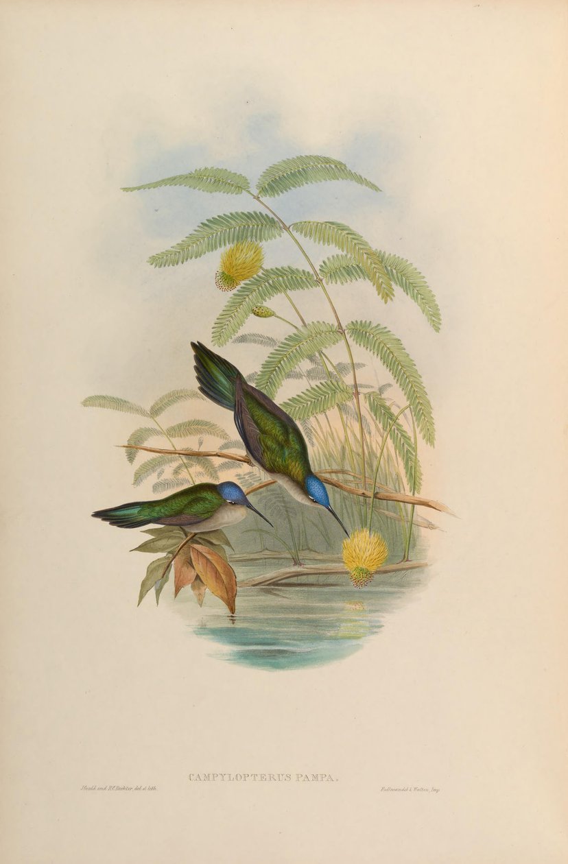 Campylopterus pampa av John Gould