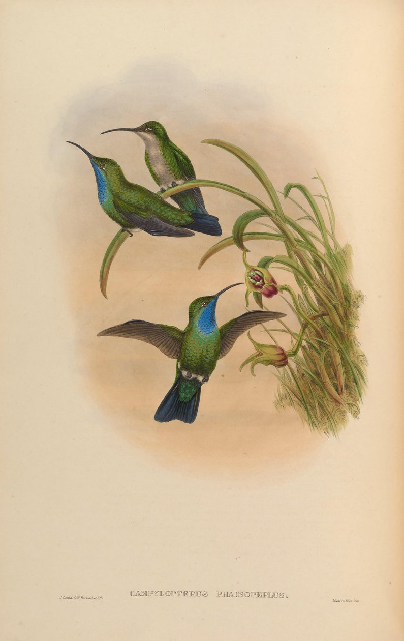 Campylopterus phainopeplus av John Gould