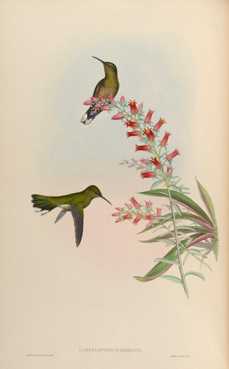 Campylopterus roberti = Phaeochroa cuvierii roberti av John Gould