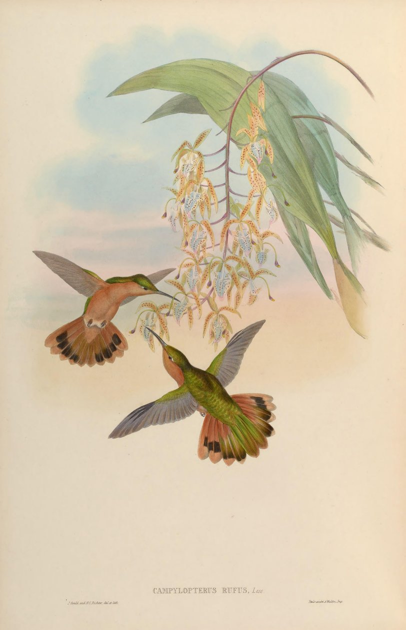 Campylopterus rufus av John Gould