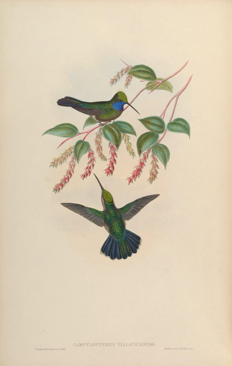Campylopterus villaviscensio av John Gould