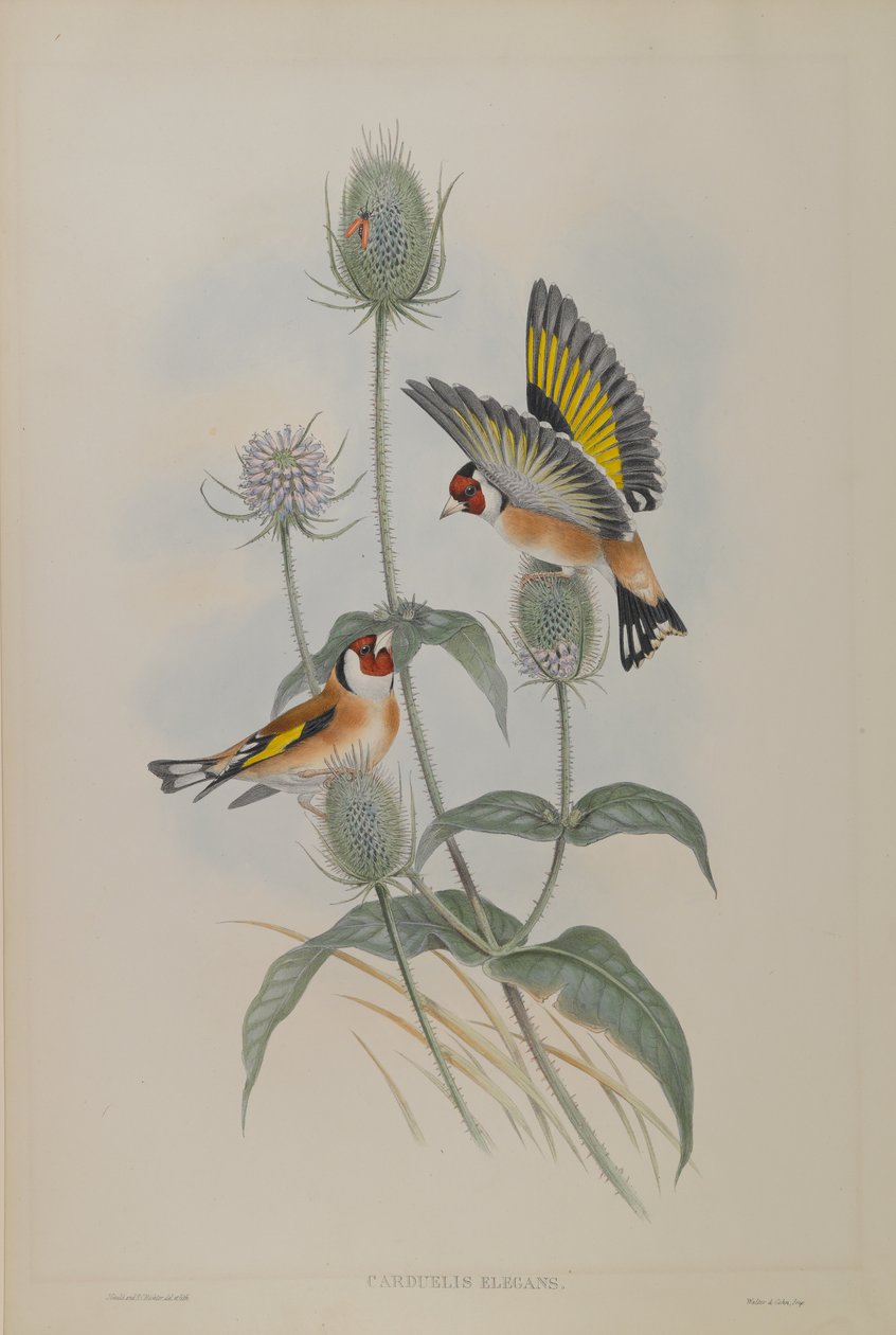 Carduelis Elegans - gullfink av John Gould