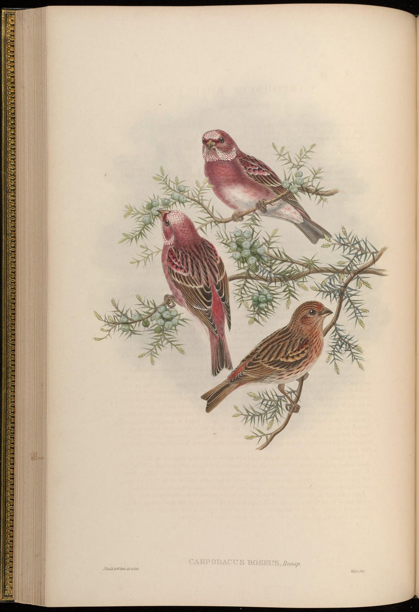Carpodacus roseus av John Gould