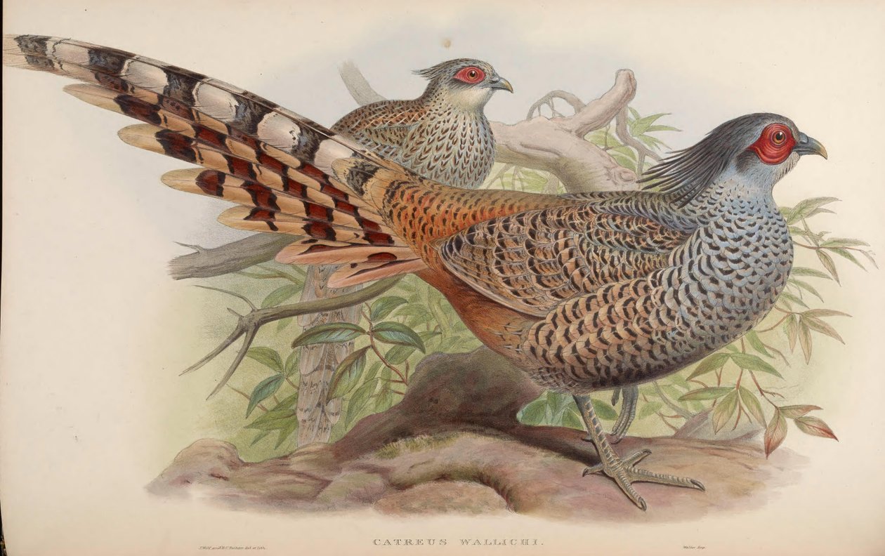 Catreus wallichii av John Gould
