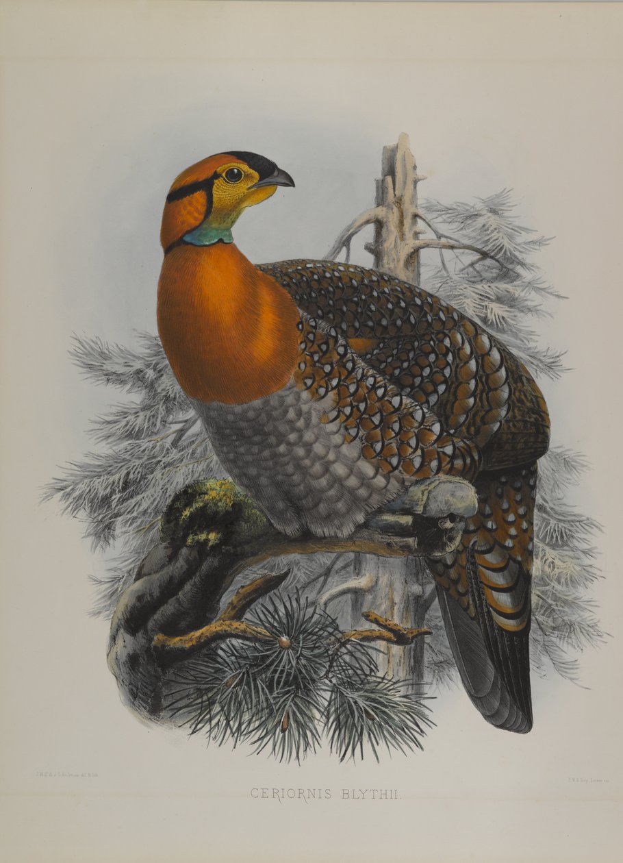 Ceriornis Blythii: Blyths Trazapan av John Gould