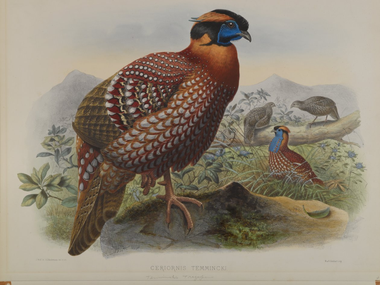 Ceriornis Temminkii: Temmincks Trazapan av John Gould
