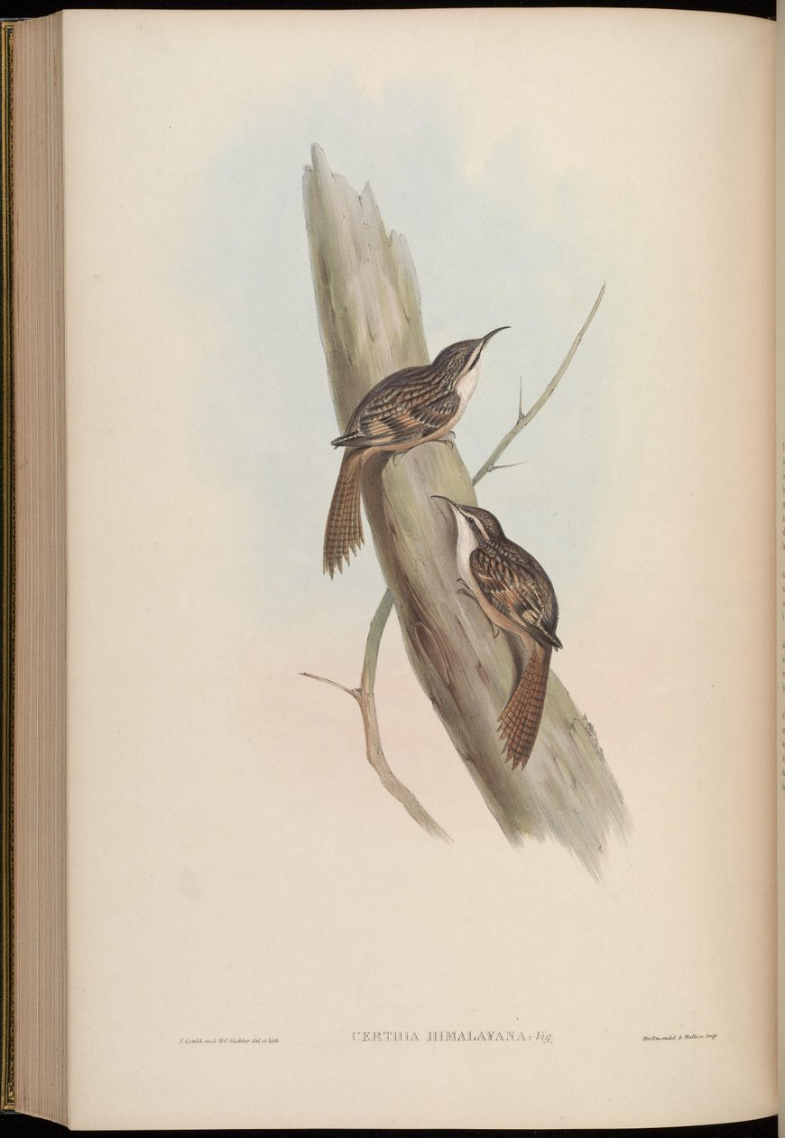 Certhia himalayana av John Gould