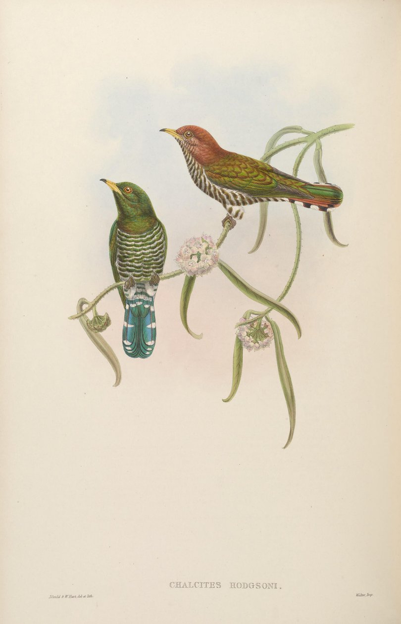 Chalcites hodgsoni = Chrysococcyx maculatus av John Gould