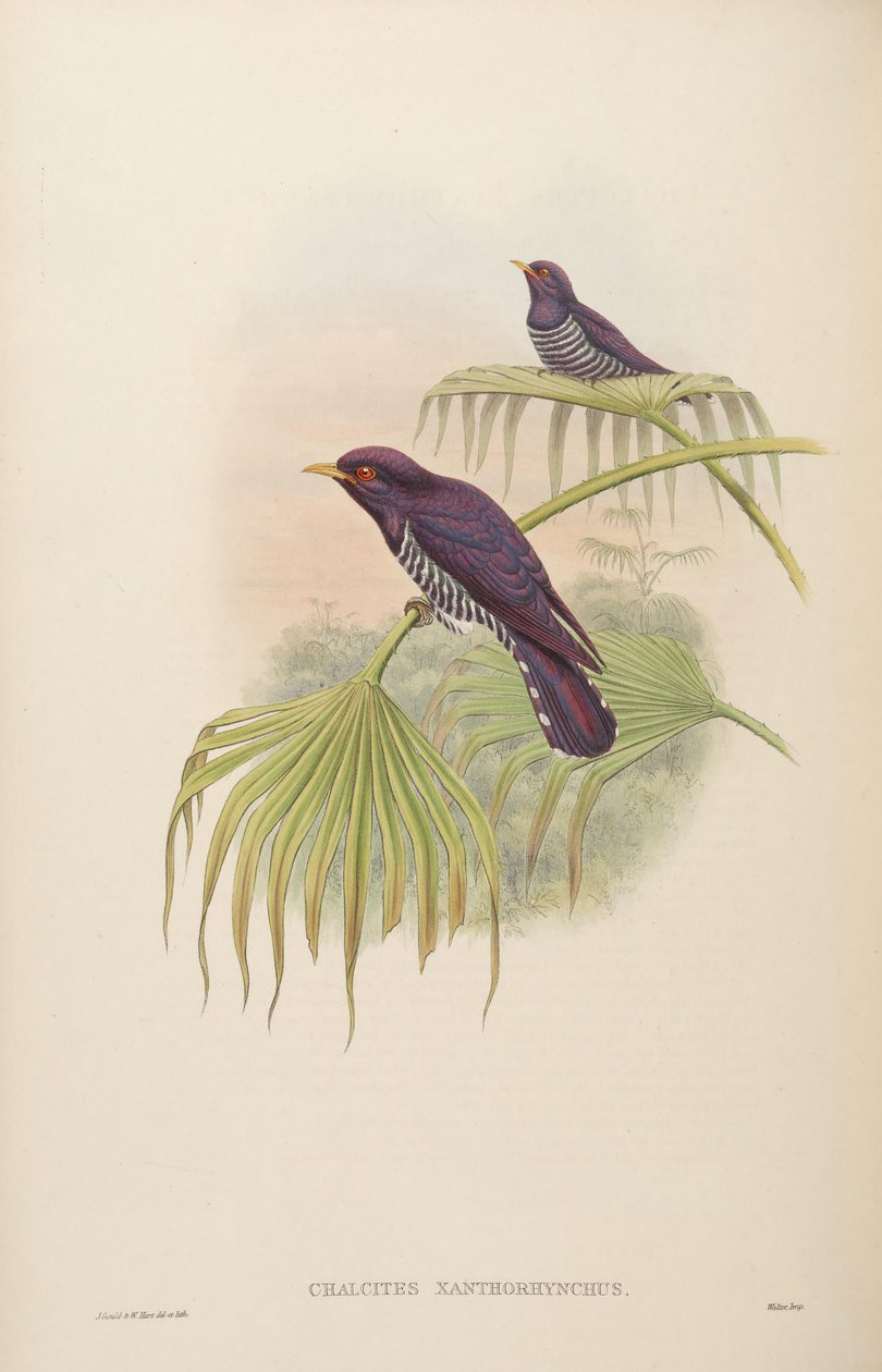 Chalkites xanthoryx = Chrysococcus xanthryx av John Gould
