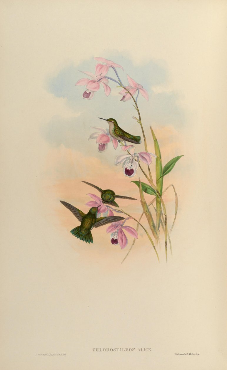 Chlorostilbon alice av John Gould