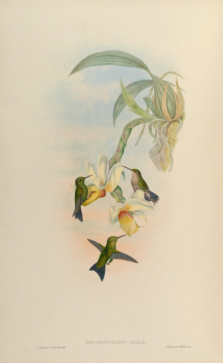 Chlorostilbon atala = Chlorostilbon mellisugus mellisugus av John Gould