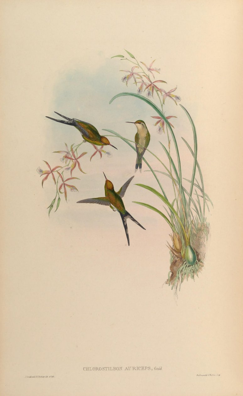 Chlorostilbon auriceps = Chlorostilbon auriceps av John Gould