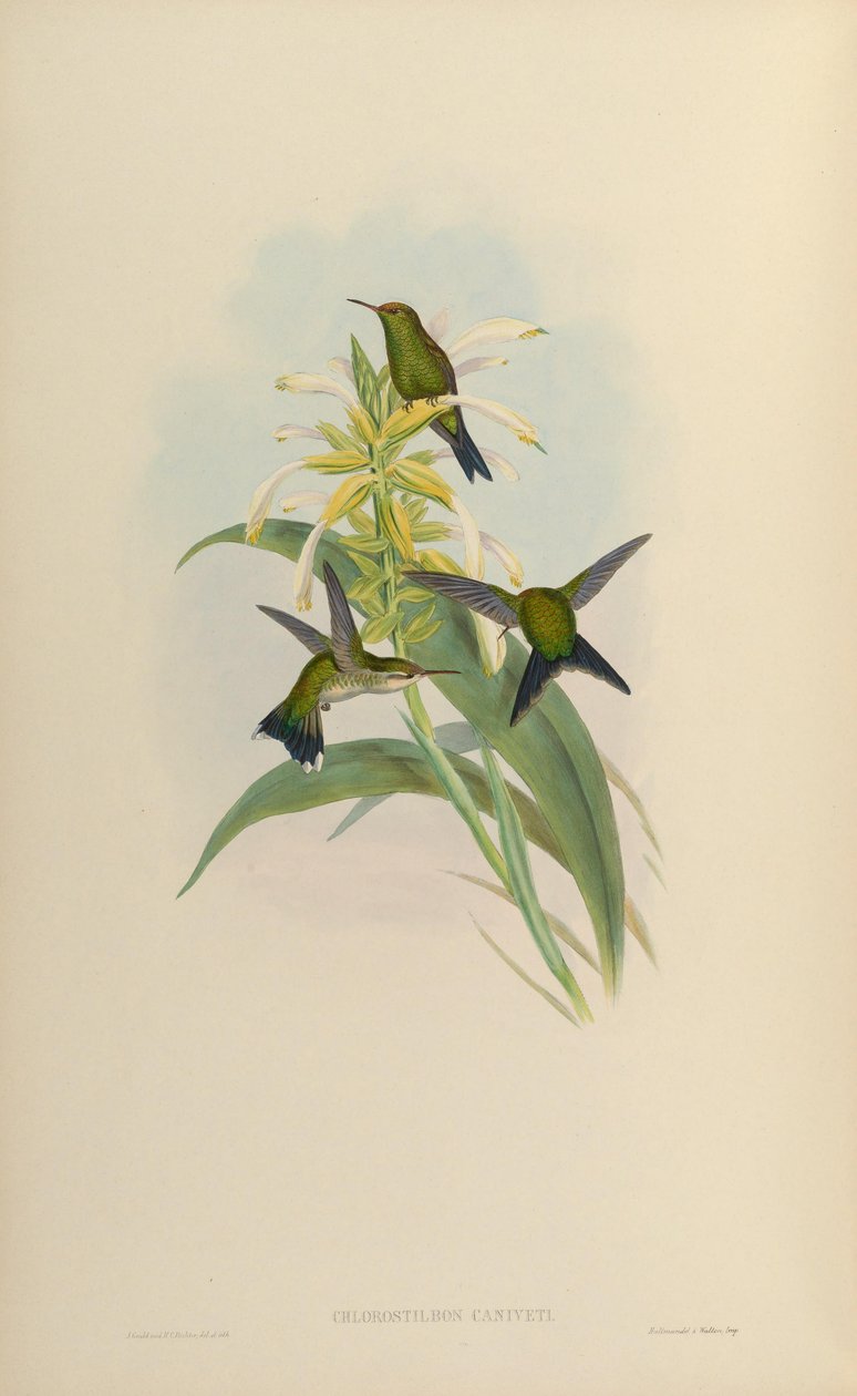 Chlorostilbon canivetii av John Gould