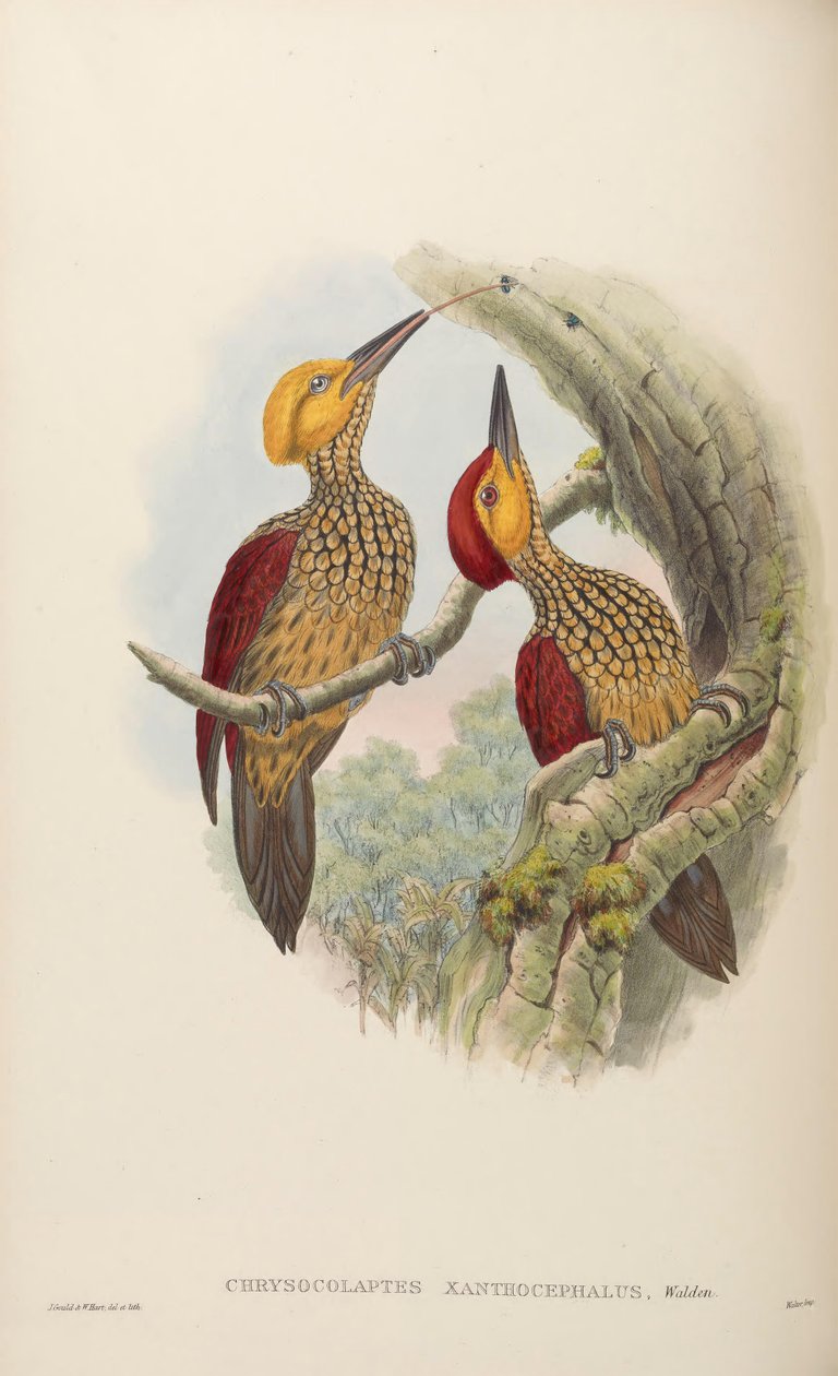 Gullsmed blond av John Gould