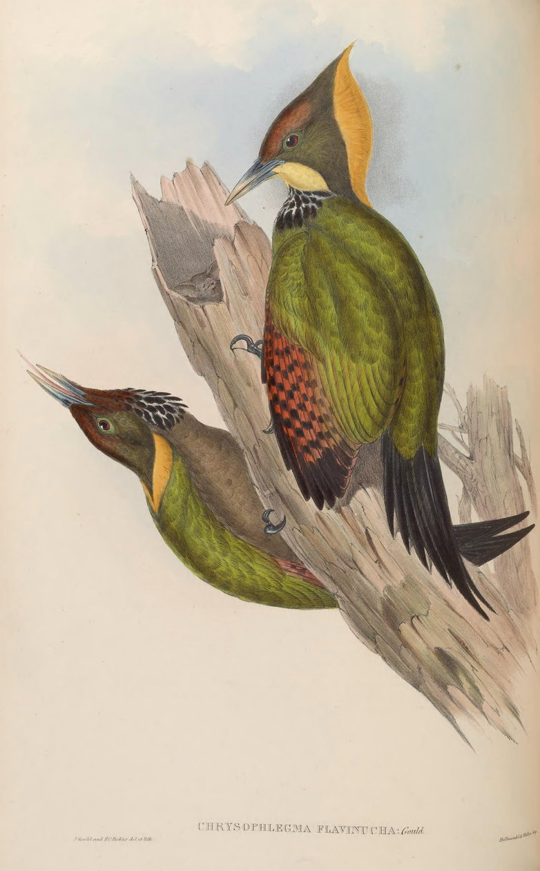 Chrysophlegma flavinucha = Picus flavinucha av John Gould