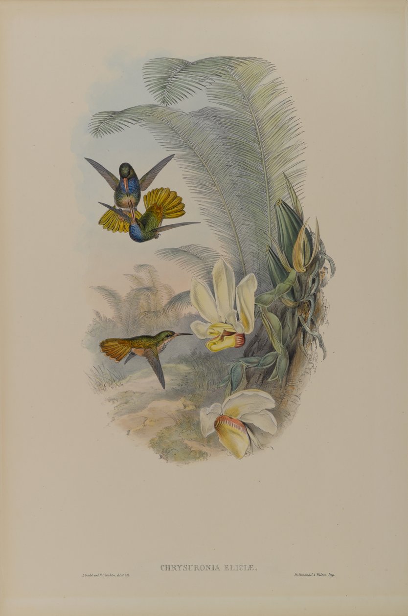 Chrysuronia Elicia: Elicias Golden Tail av John Gould