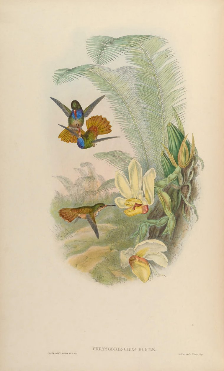 Chrysuronia elicitae = Hylocharis elicitae av John Gould