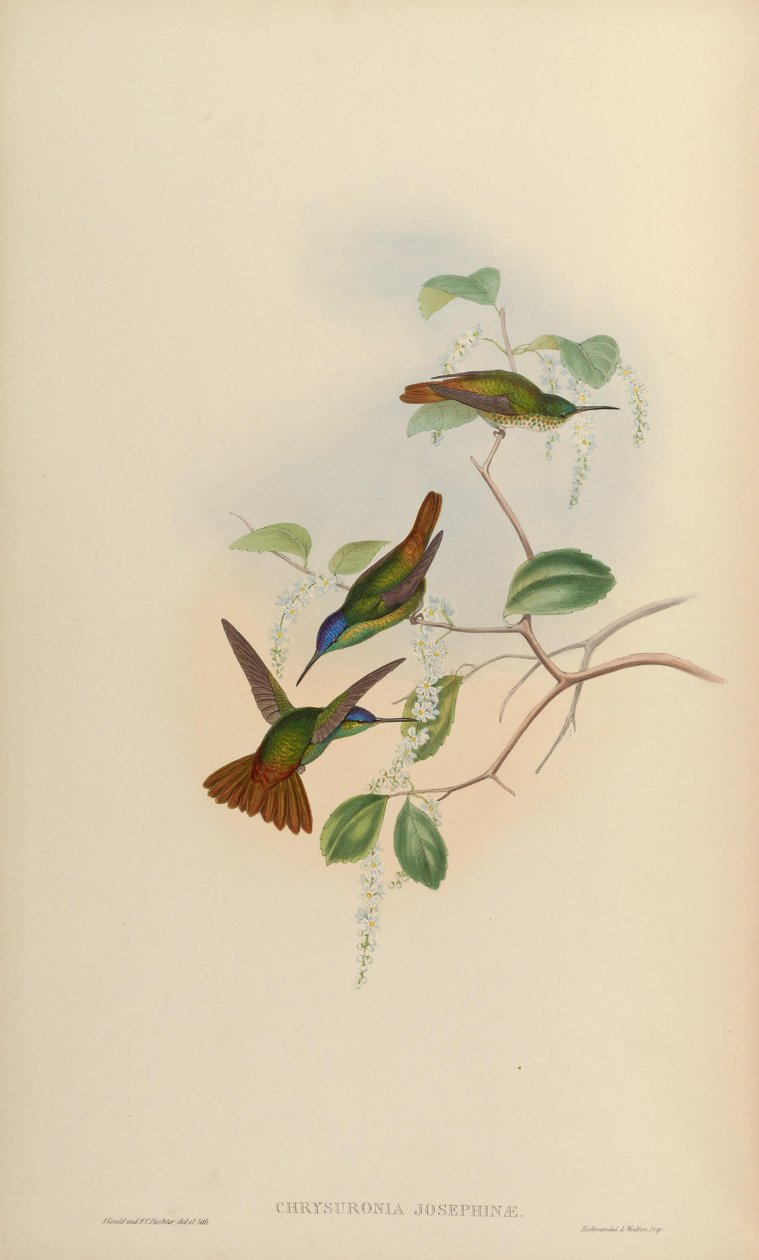 Chrysuronia josephinae = Chrysuronia oenone josephinae av John Gould