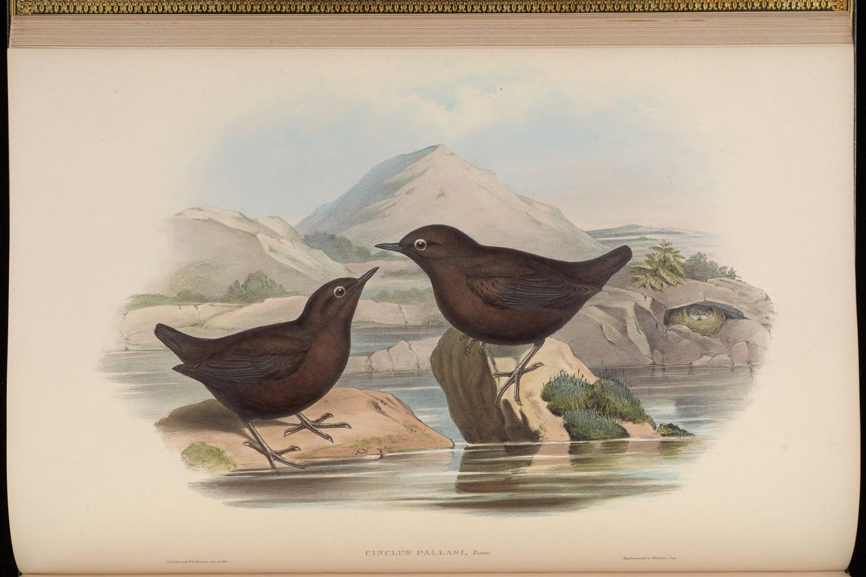Cinclus pallasii av John Gould