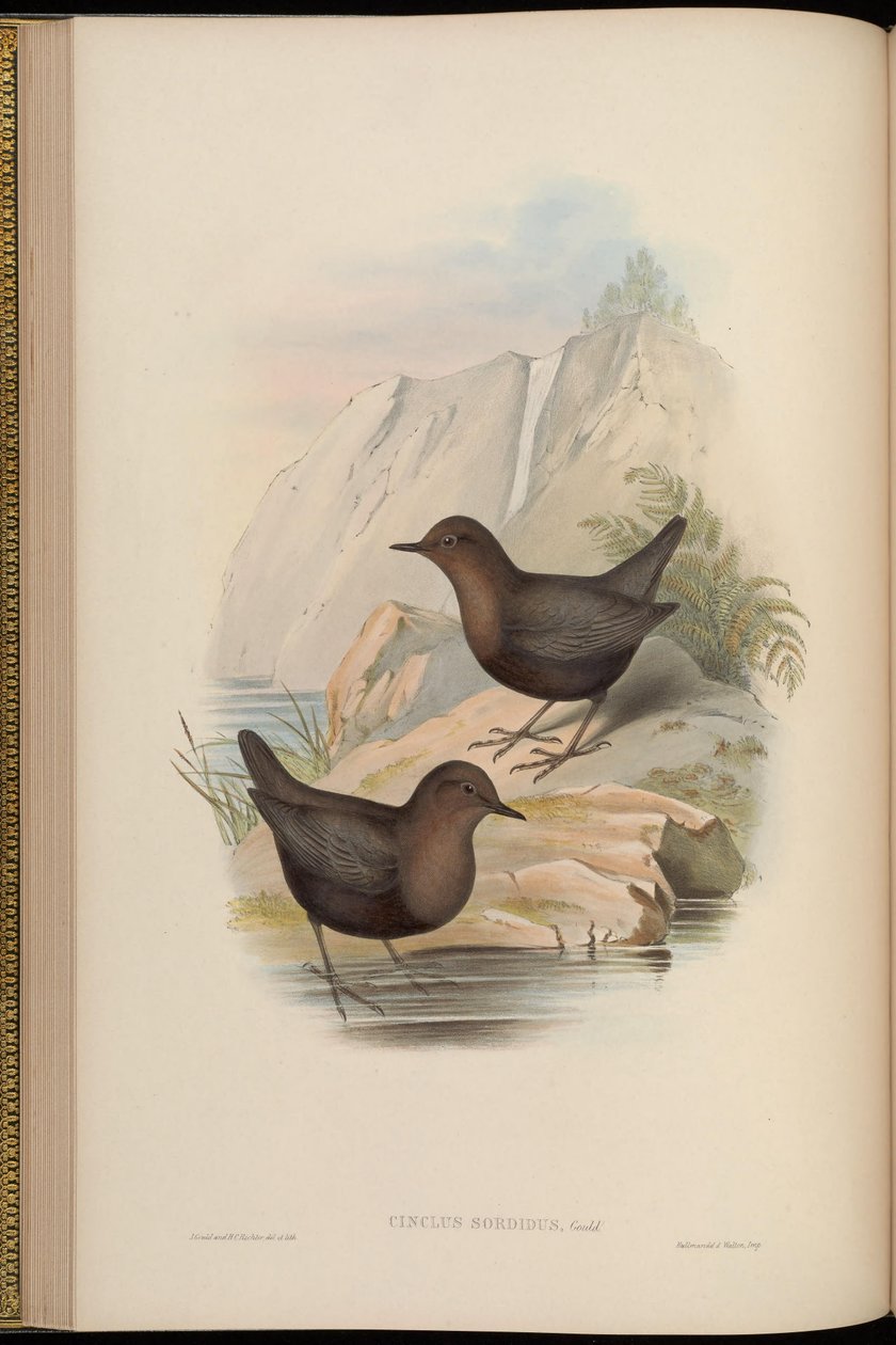 Cinclus sordidus = mørk morph av Cinclus cinclus cashmeriensis ref av John Gould