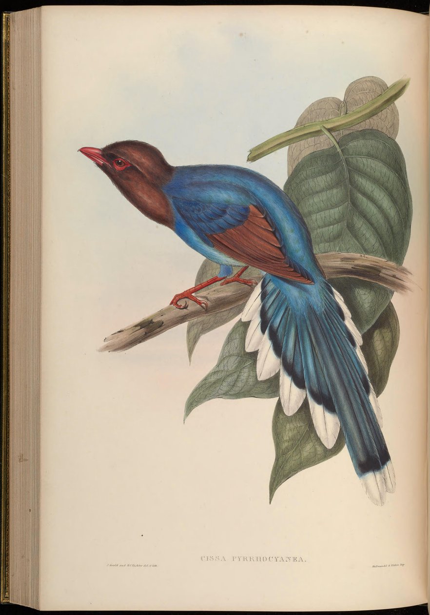 Cissa pyrrhocyanea = Urocissa ornata av John Gould