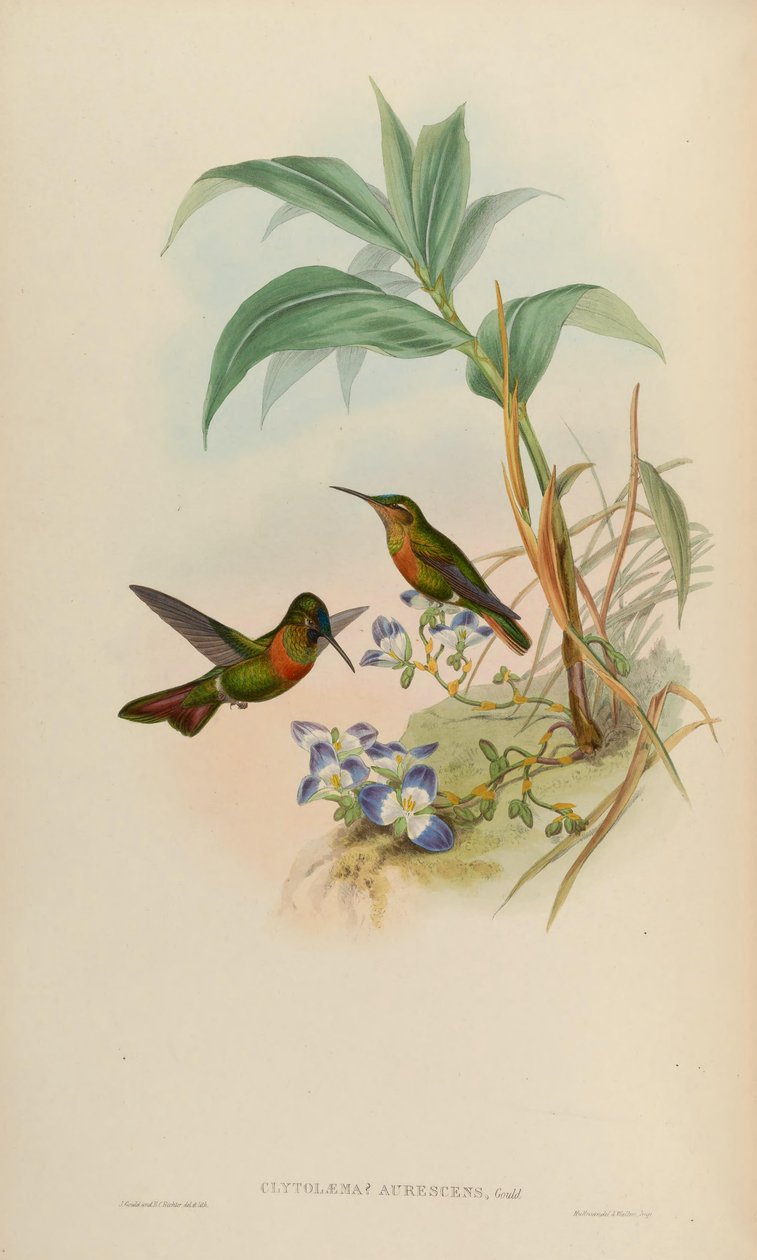Clytolaema aurescens = Polyplancta aurescens av John Gould