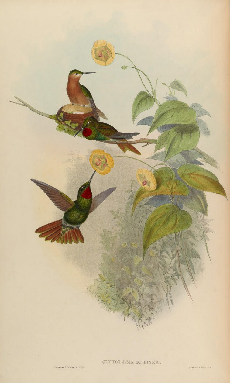 Clytolaema rubinea = Clytolaema rubinea av John Gould