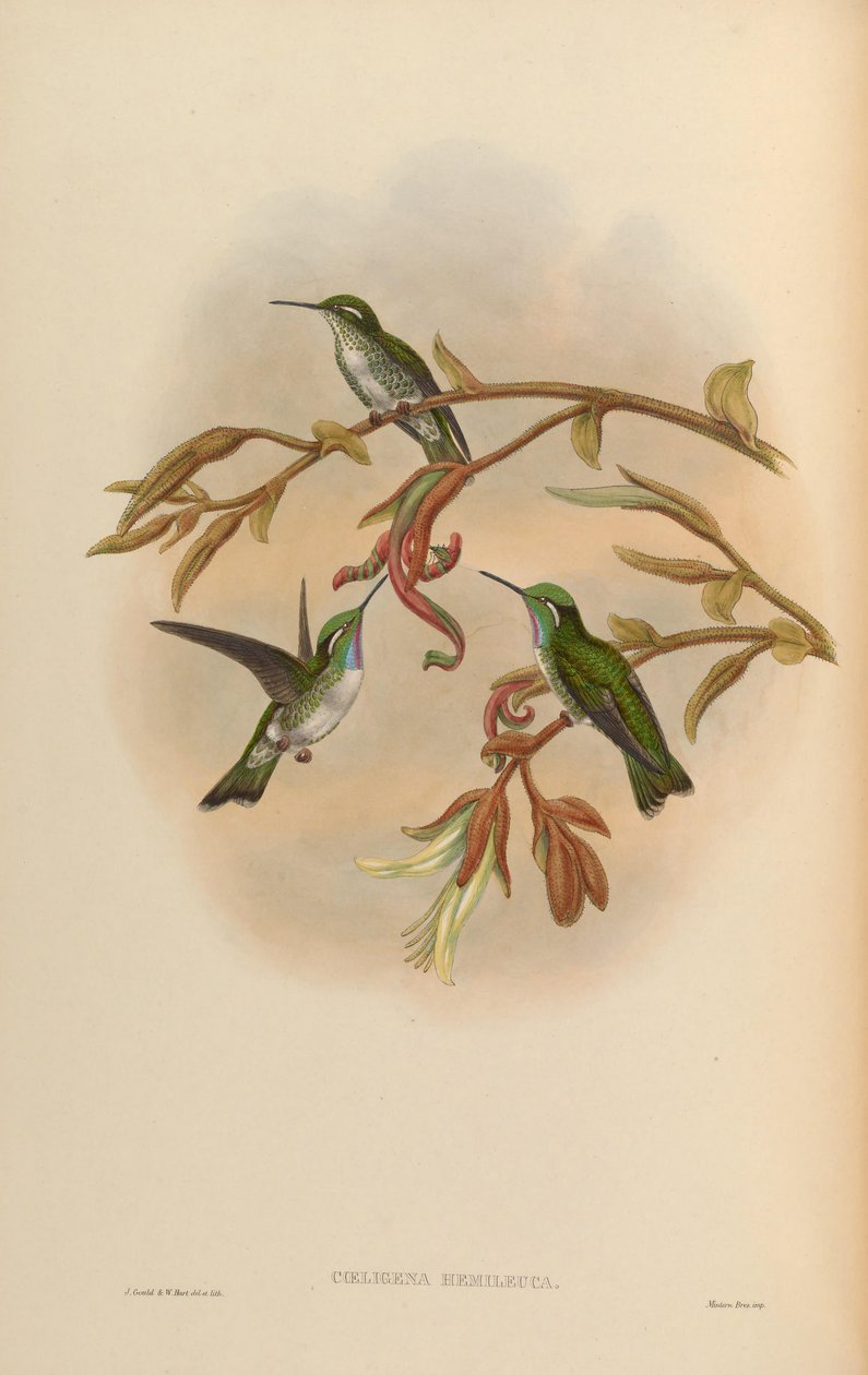 Coeligena hemileuca = Lampornis hemileucus av John Gould