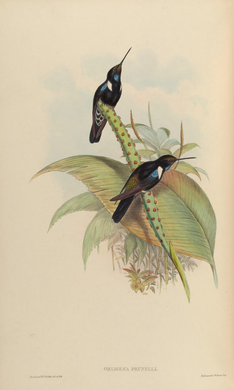 Coeligena prunellei av John Gould