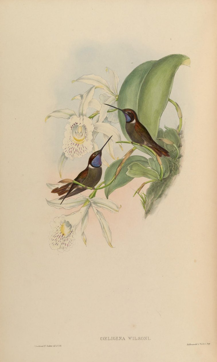 Coeligena wilsoni av John Gould