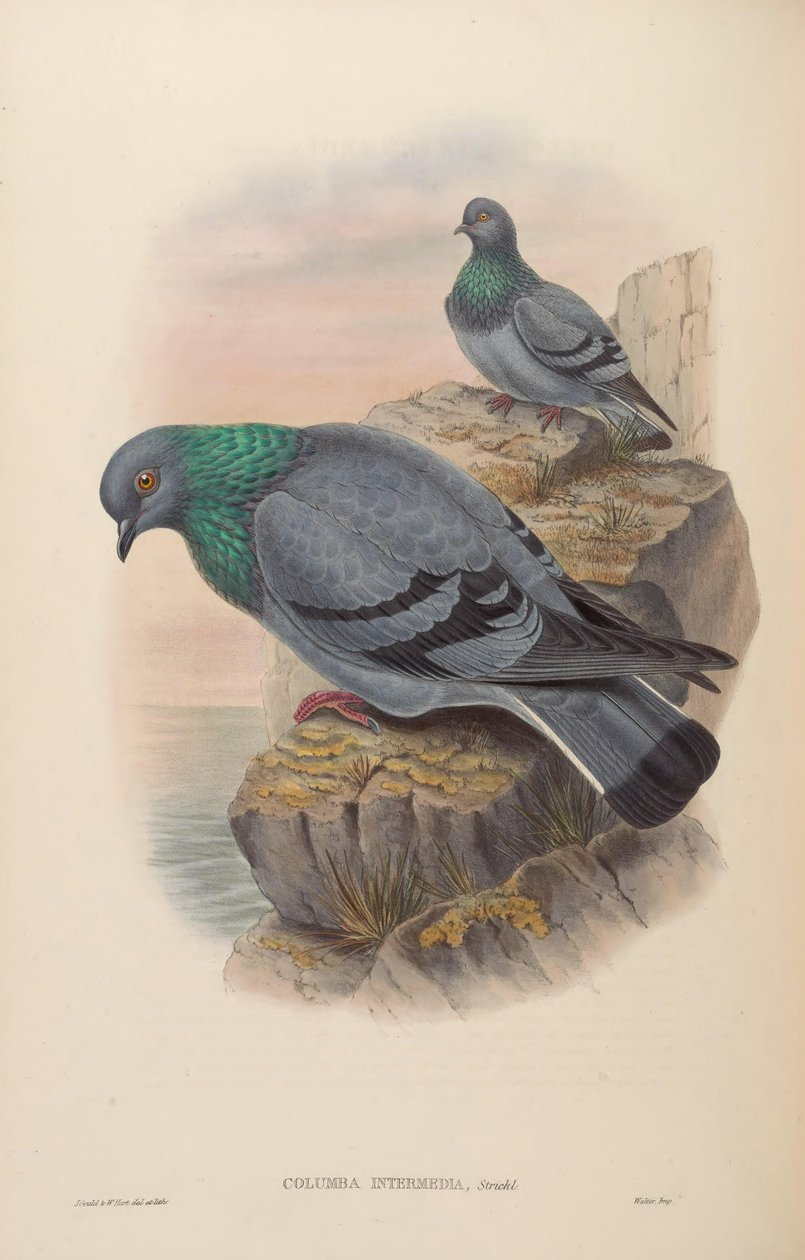 Columba intermedia = Columba livia intermedia av John Gould