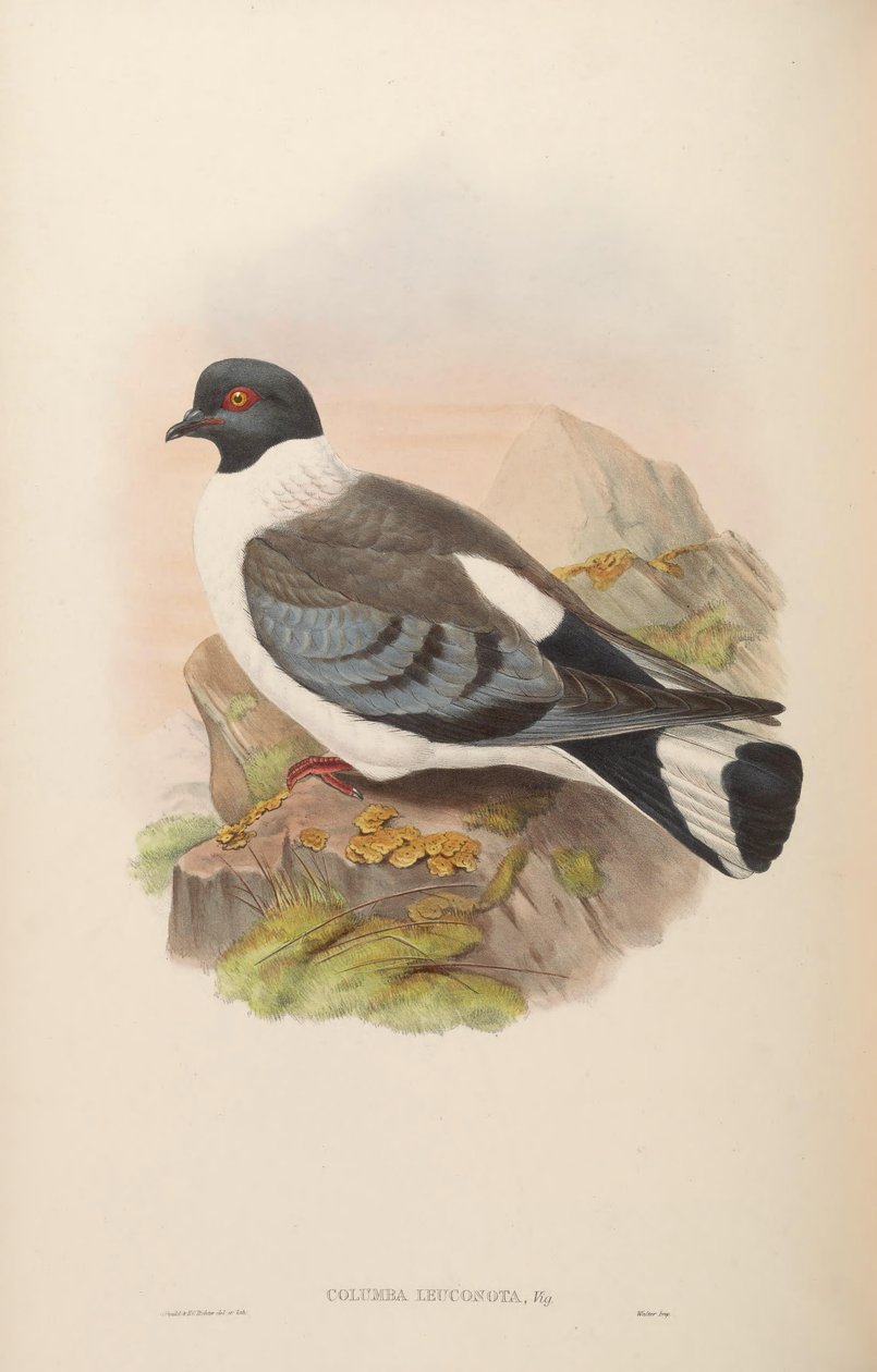 Columba leuconota av John Gould
