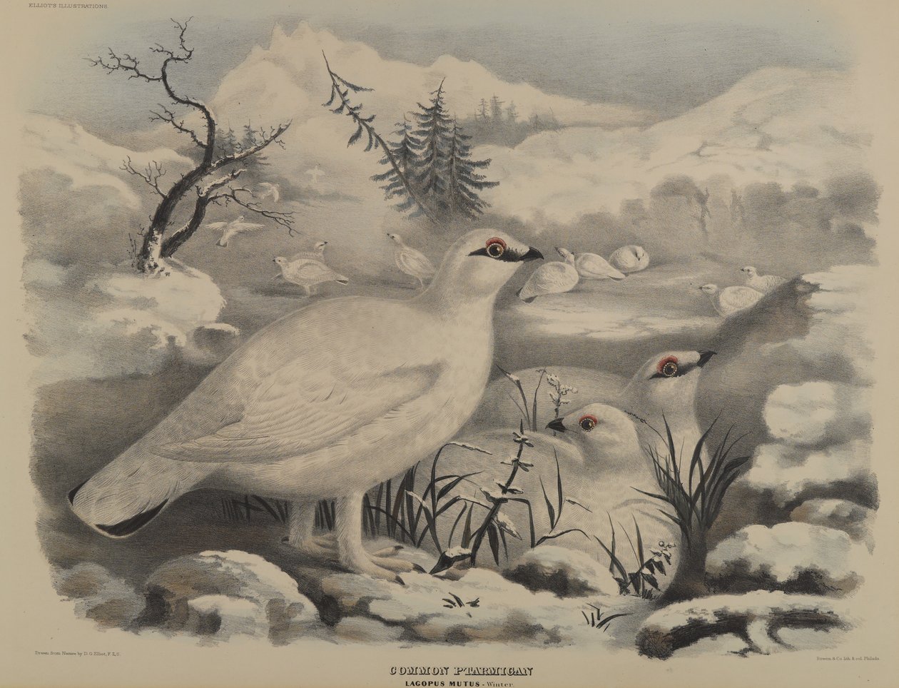 Vanlig rype av John Gould