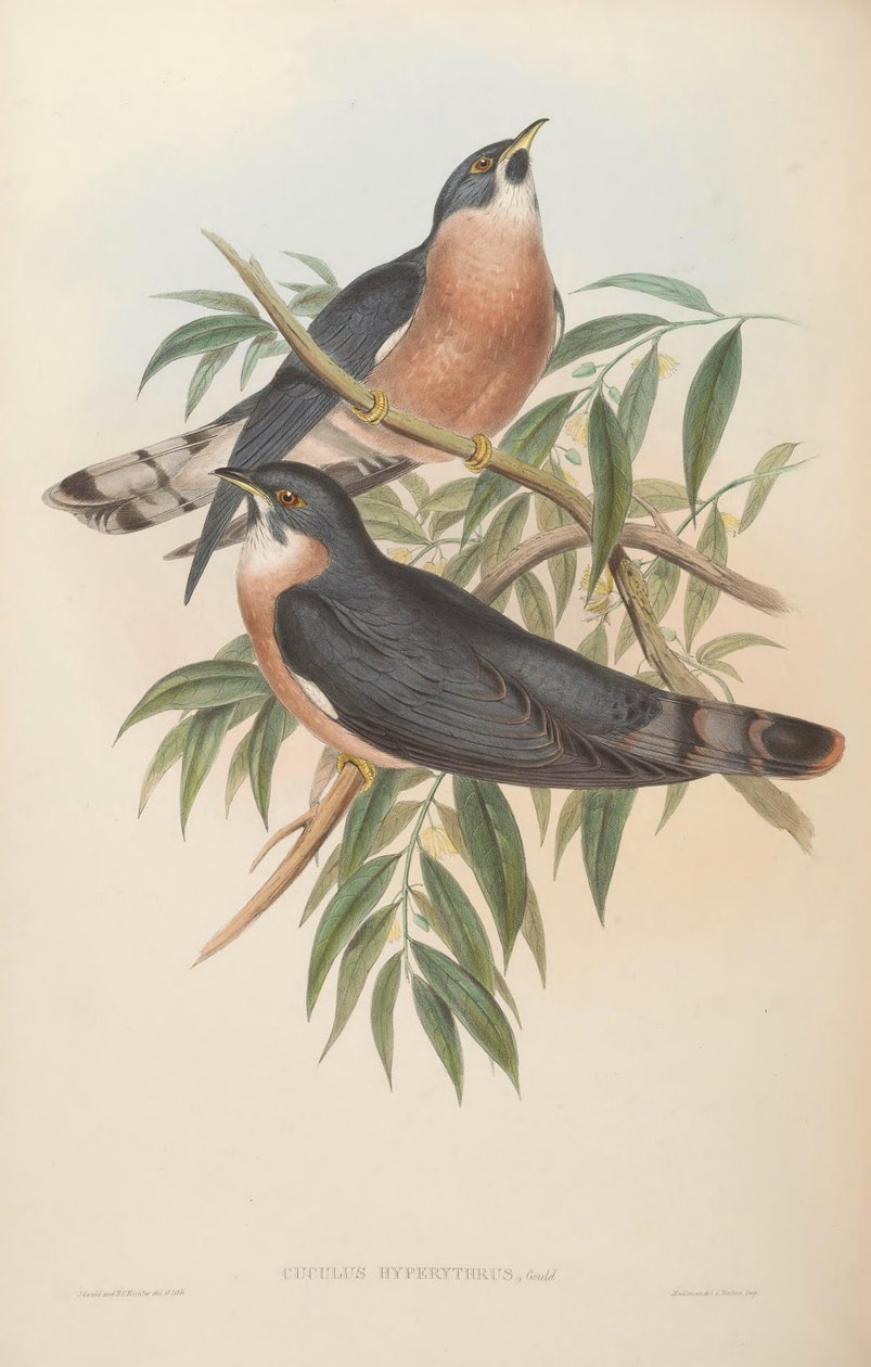 Cuculus hyperythrus = Hierococcyx hyperythrus av John Gould