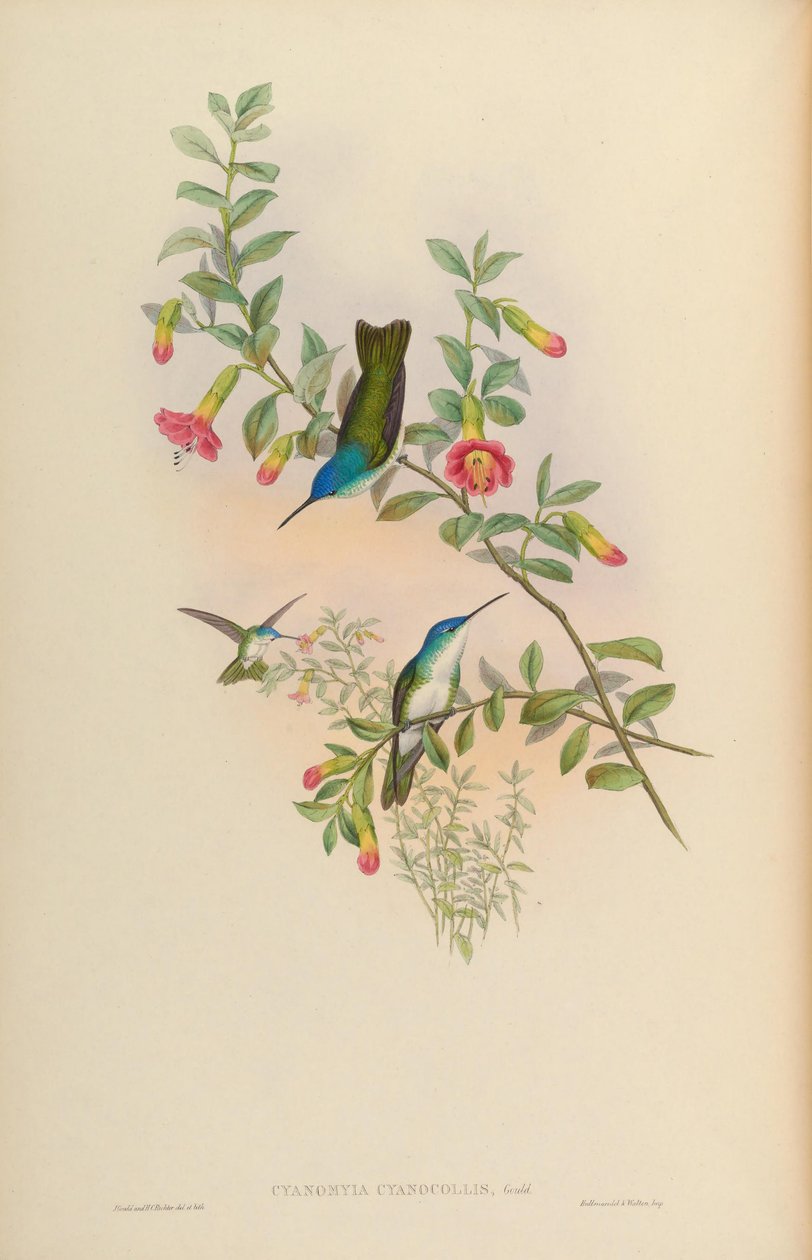 Cyanomyia cyanicollis = Amazilia franciae cyanicollis av John Gould