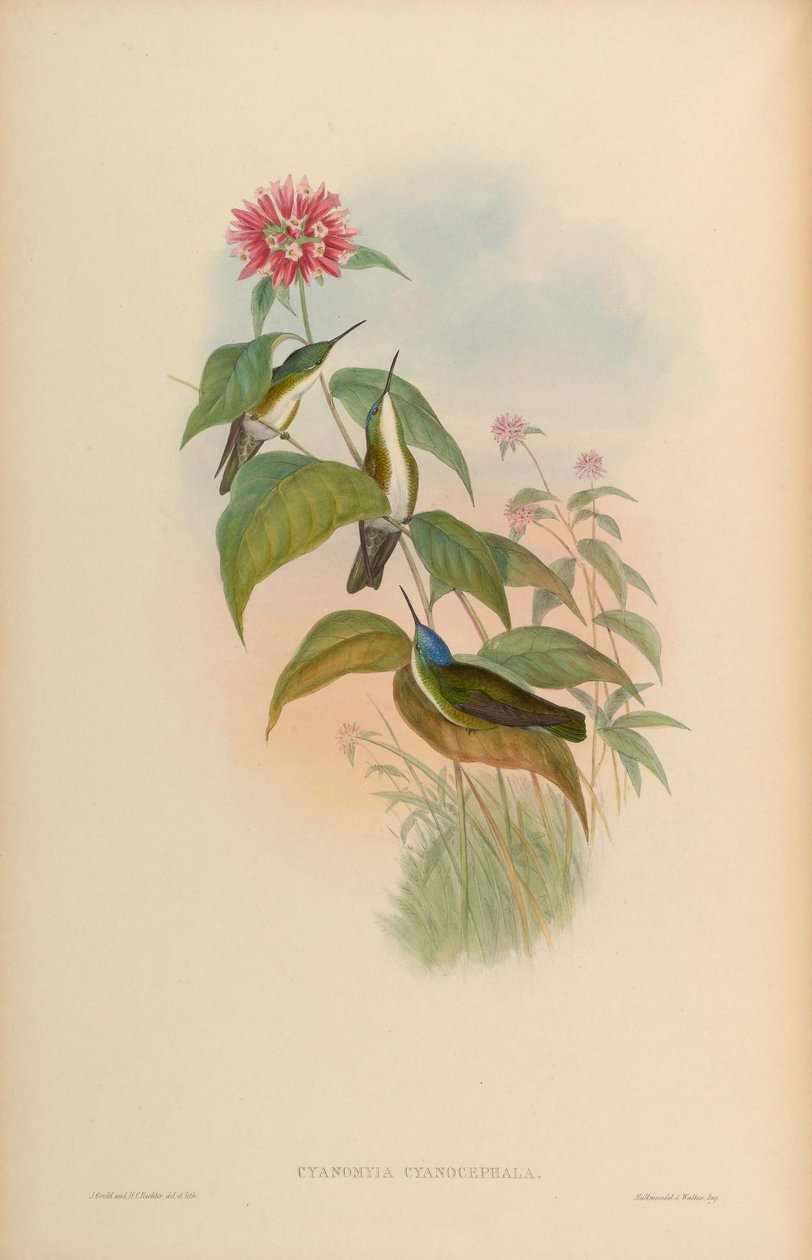 Cyanomyia cyanocephala = Amazilia cyanocephala av John Gould