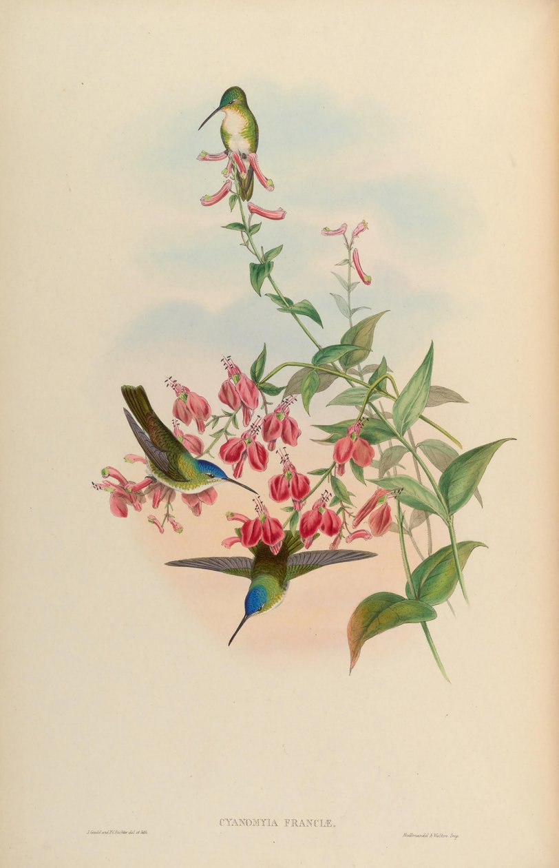 Cyanomyia franciae = Amazilia franciae av John Gould