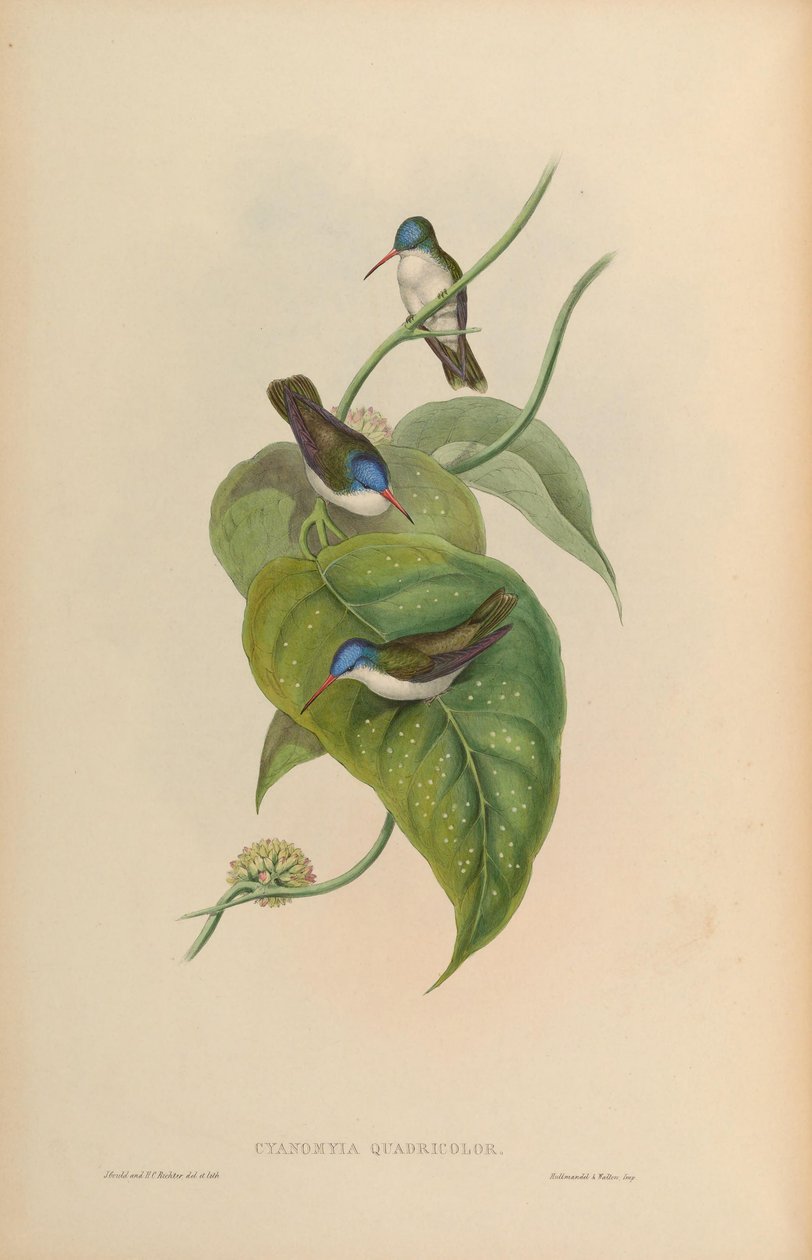 Cyanomyia quadricolor = Amazilia violiceps av John Gould